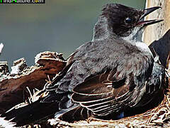 Eastern Kingbird