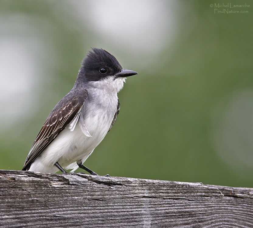 Eastern Kingbirdadult