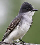 Eastern Kingbird