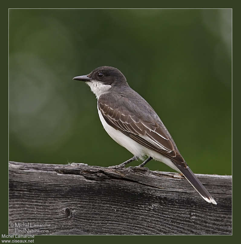 Eastern Kingbirdadult breeding, identification