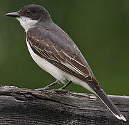 Eastern Kingbird