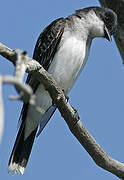 Eastern Kingbird