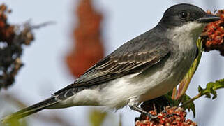 Eastern Kingbird