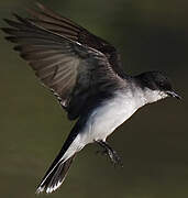 Eastern Kingbird