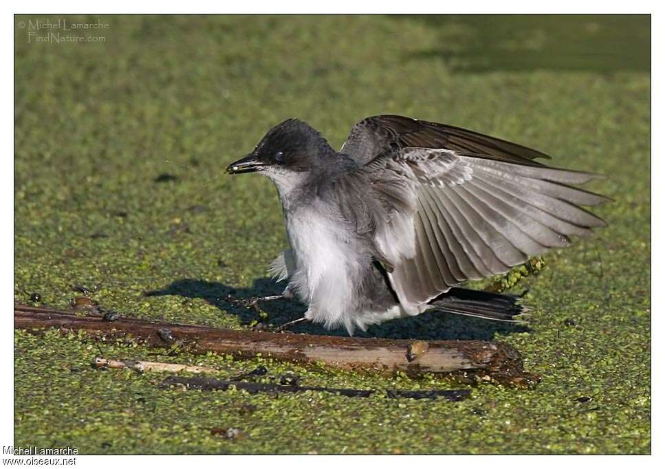 Eastern Kingbirdjuvenile, identification