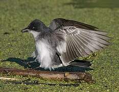 Eastern Kingbird