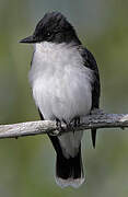 Eastern Kingbird