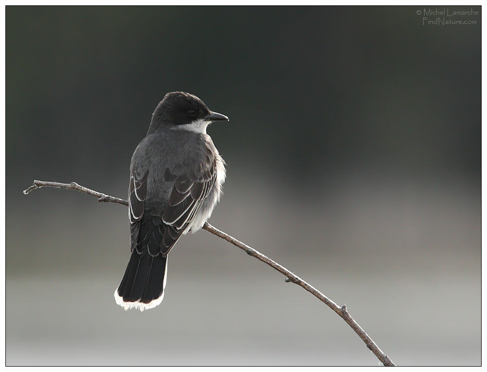 Eastern Kingbird