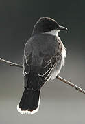 Eastern Kingbird