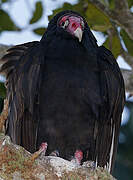 Turkey Vulture