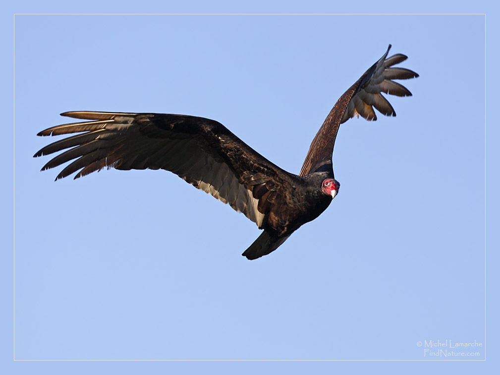 Urubu à tête rouge, identification