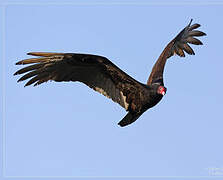 Turkey Vulture