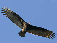 Turkey Vulture