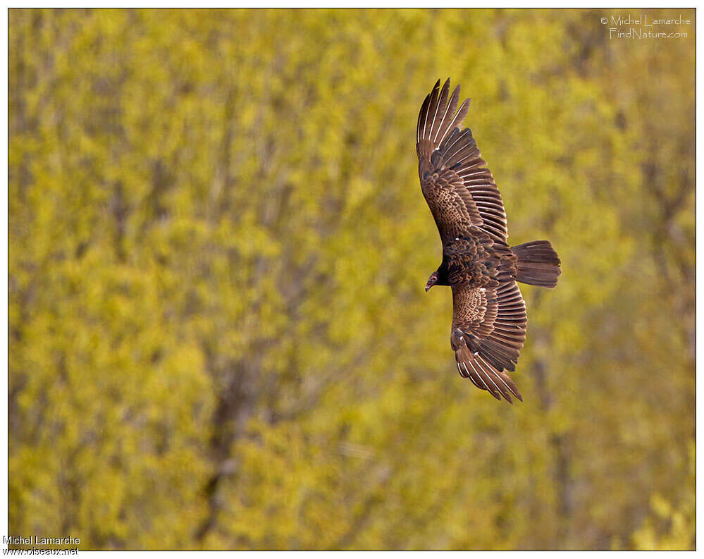 Urubu à tête rougeimmature, Vol