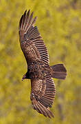 Turkey Vulture