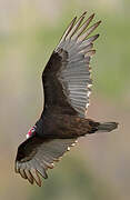 Turkey Vulture