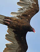 Turkey Vulture