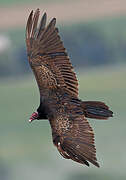 Turkey Vulture