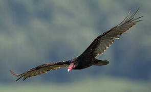 Turkey Vulture