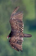 Turkey Vulture