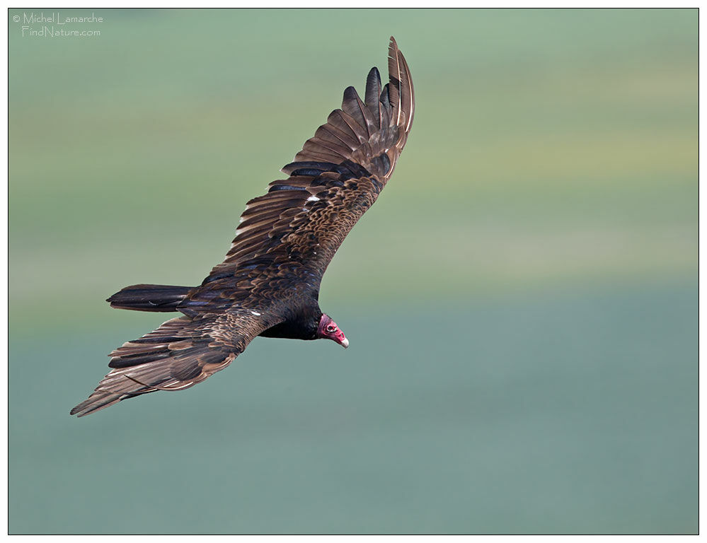 Turkey Vultureadult, Flight