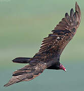 Turkey Vulture