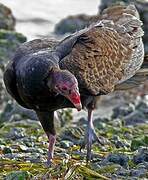 Turkey Vulture