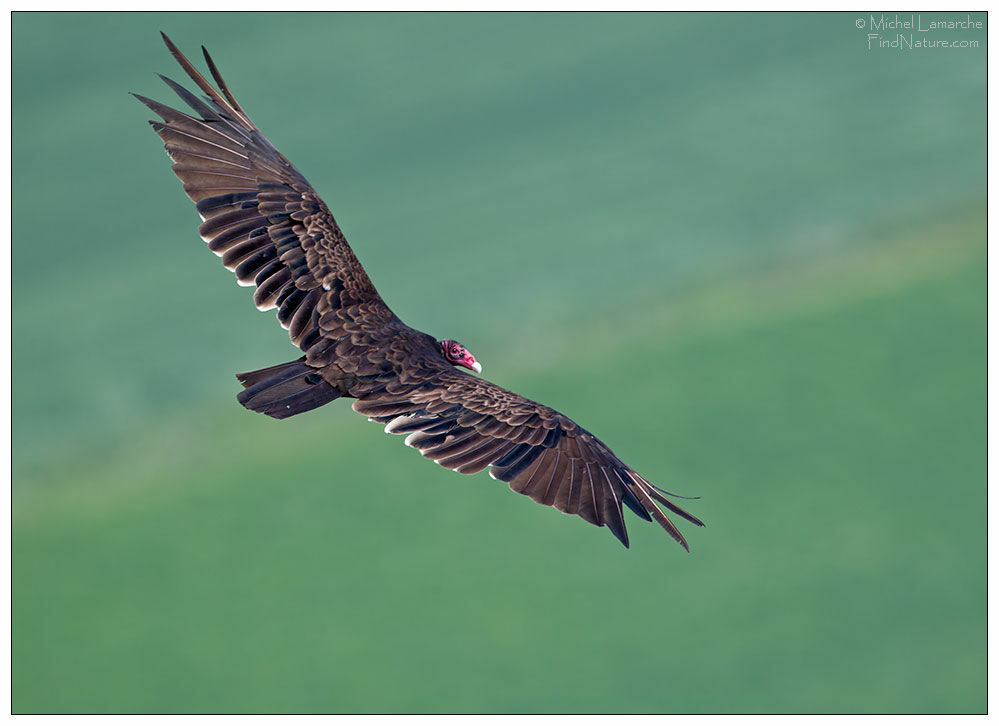 Turkey Vultureadult, Flight