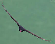 Turkey Vulture