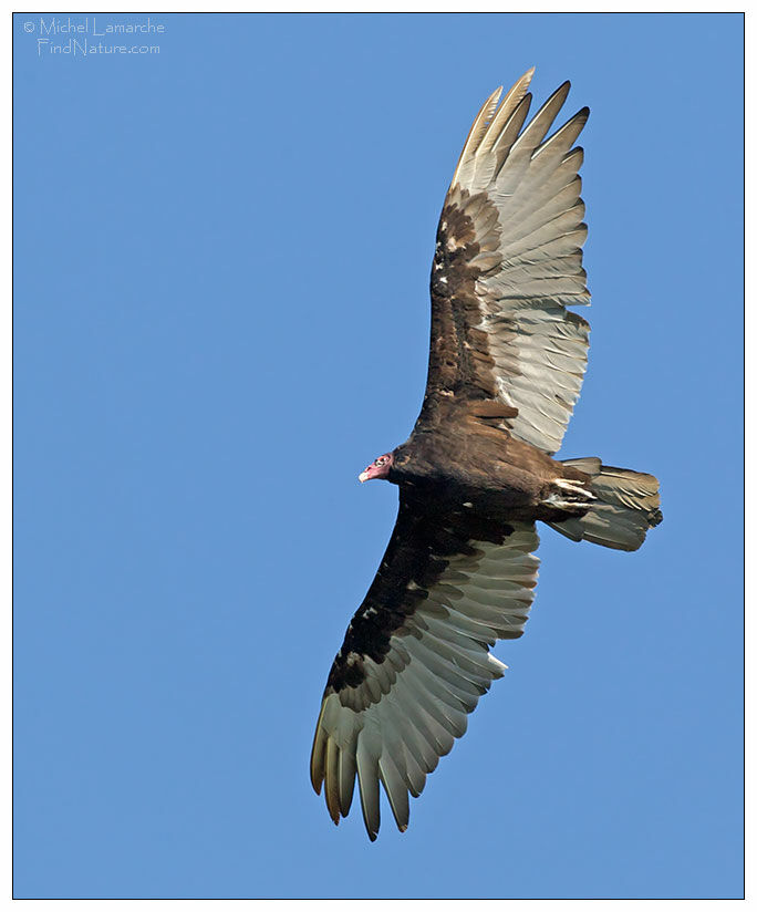 Turkey Vultureadult, Flight