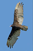 Turkey Vulture