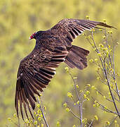 Turkey Vulture