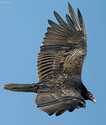 Turkey Vulture