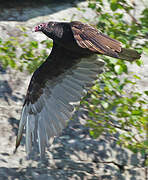 Turkey Vulture