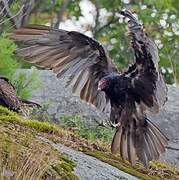 Turkey Vulture