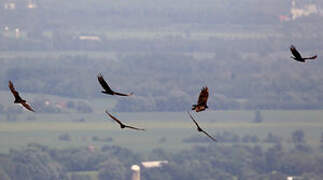 Turkey Vulture