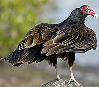 Turkey Vulture