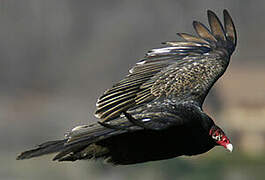 Turkey Vulture