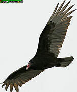 Turkey Vulture