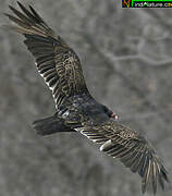 Turkey Vulture