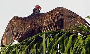 Turkey Vulture