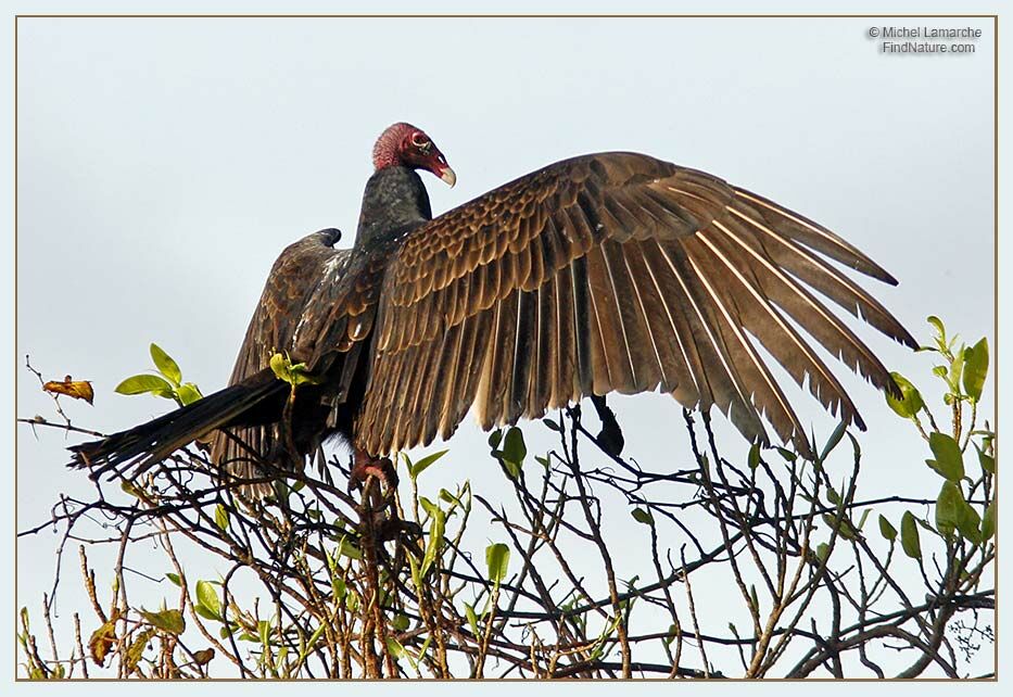 Turkey Vulture