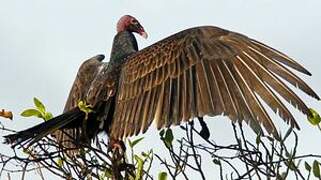 Turkey Vulture