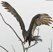 Turkey Vulture