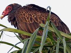 Turkey Vulture