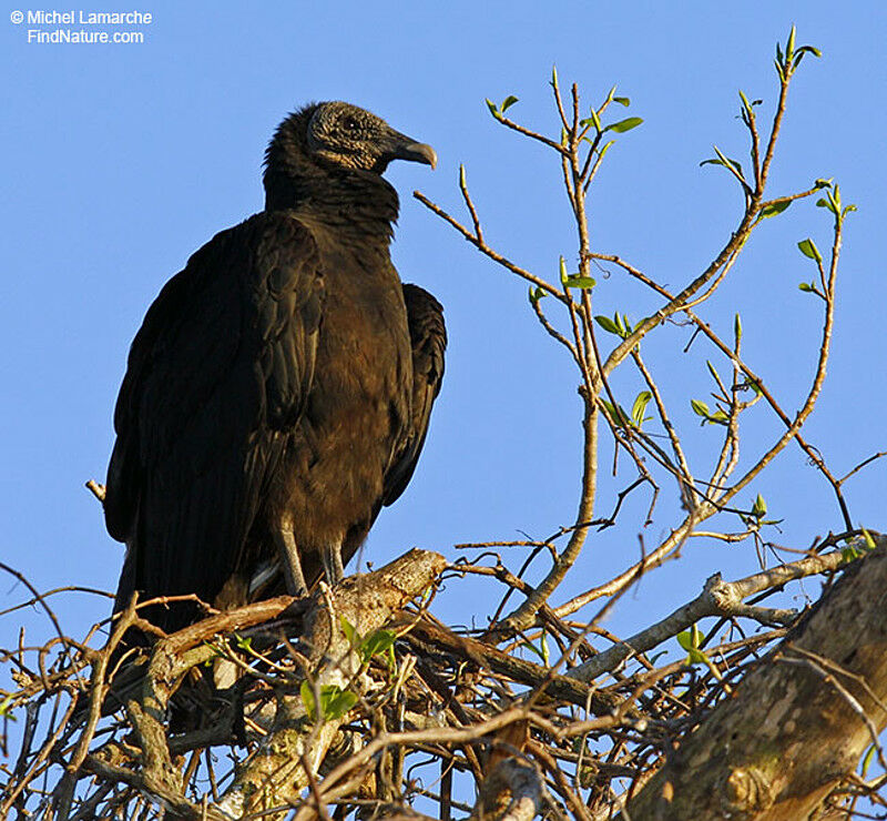 Black Vulture