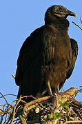 Black Vulture