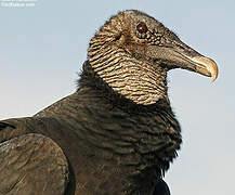 Black Vulture