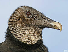 Black Vulture