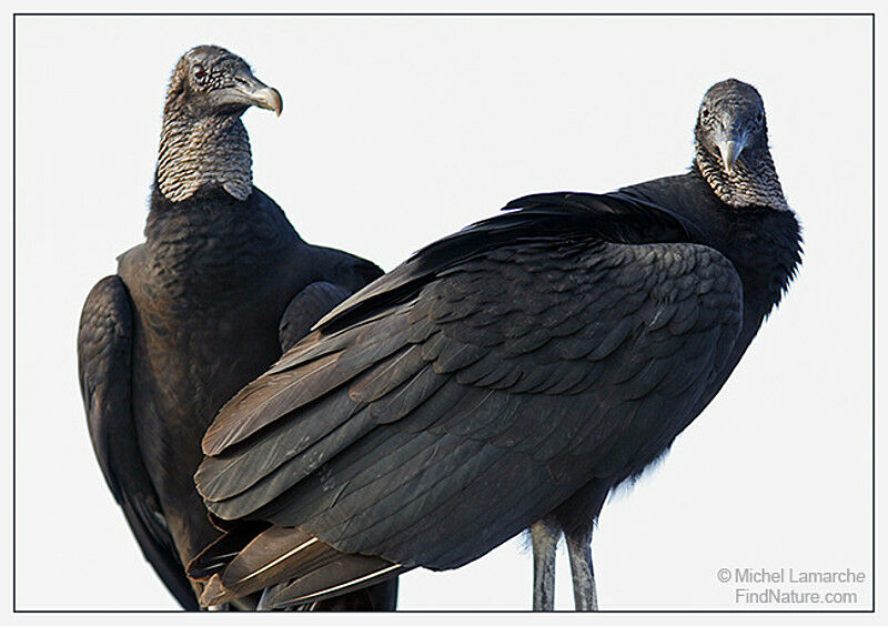 Black Vulture